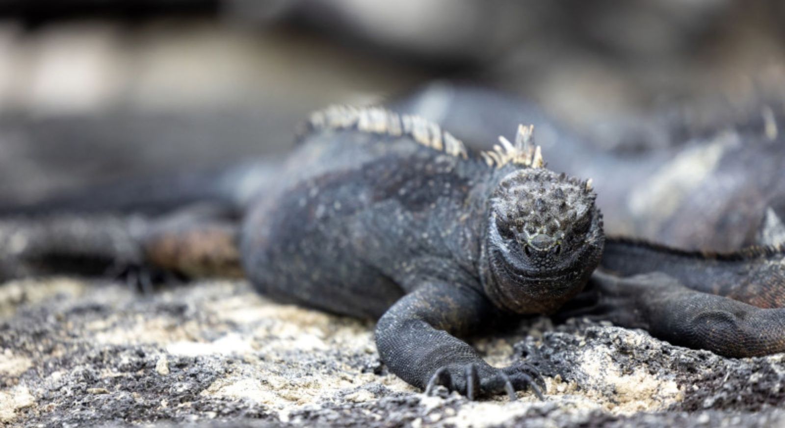 Galapagos Unique Wildlife