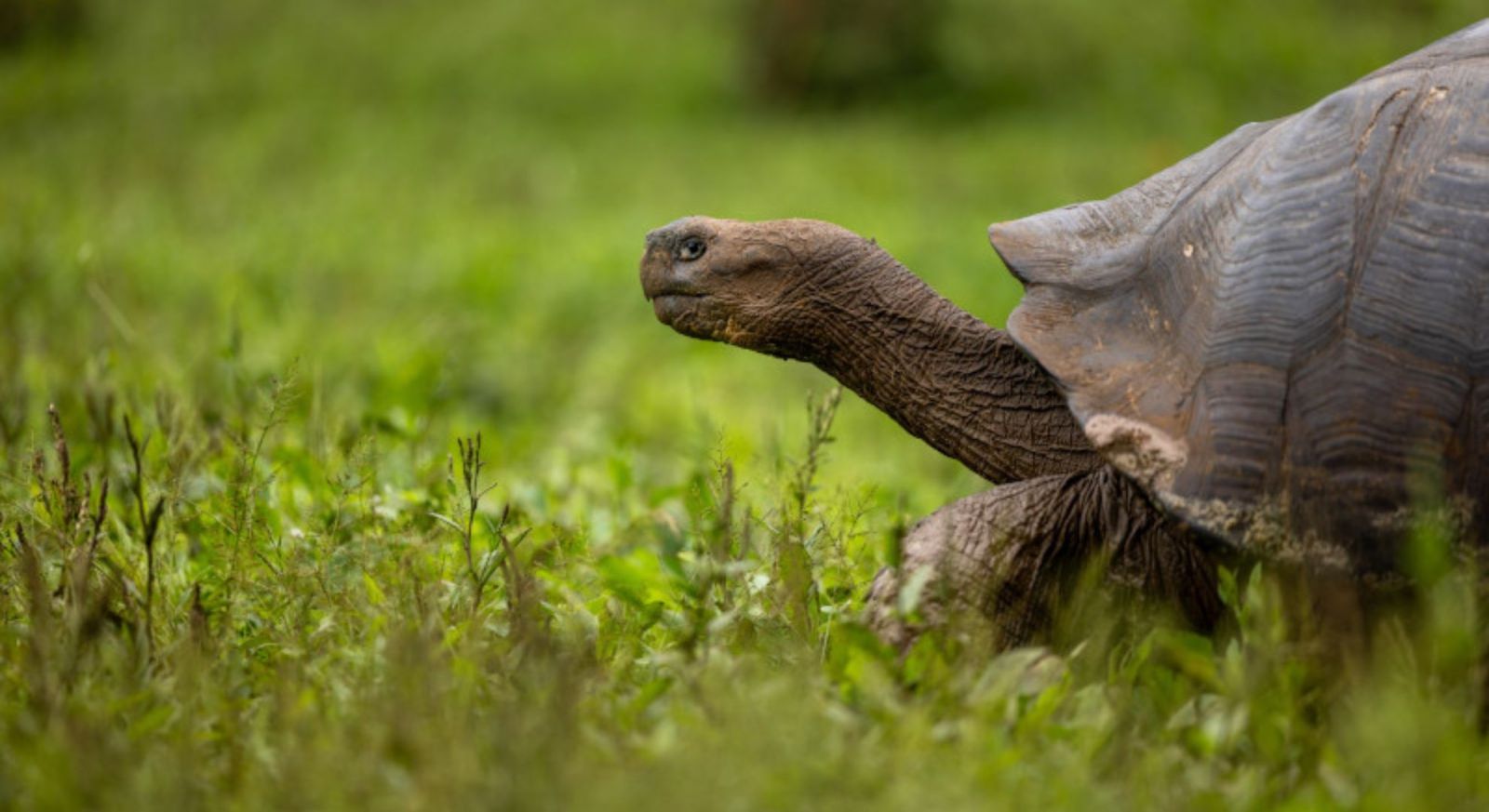 Galapagos Wildlife Cruises. Turtles.