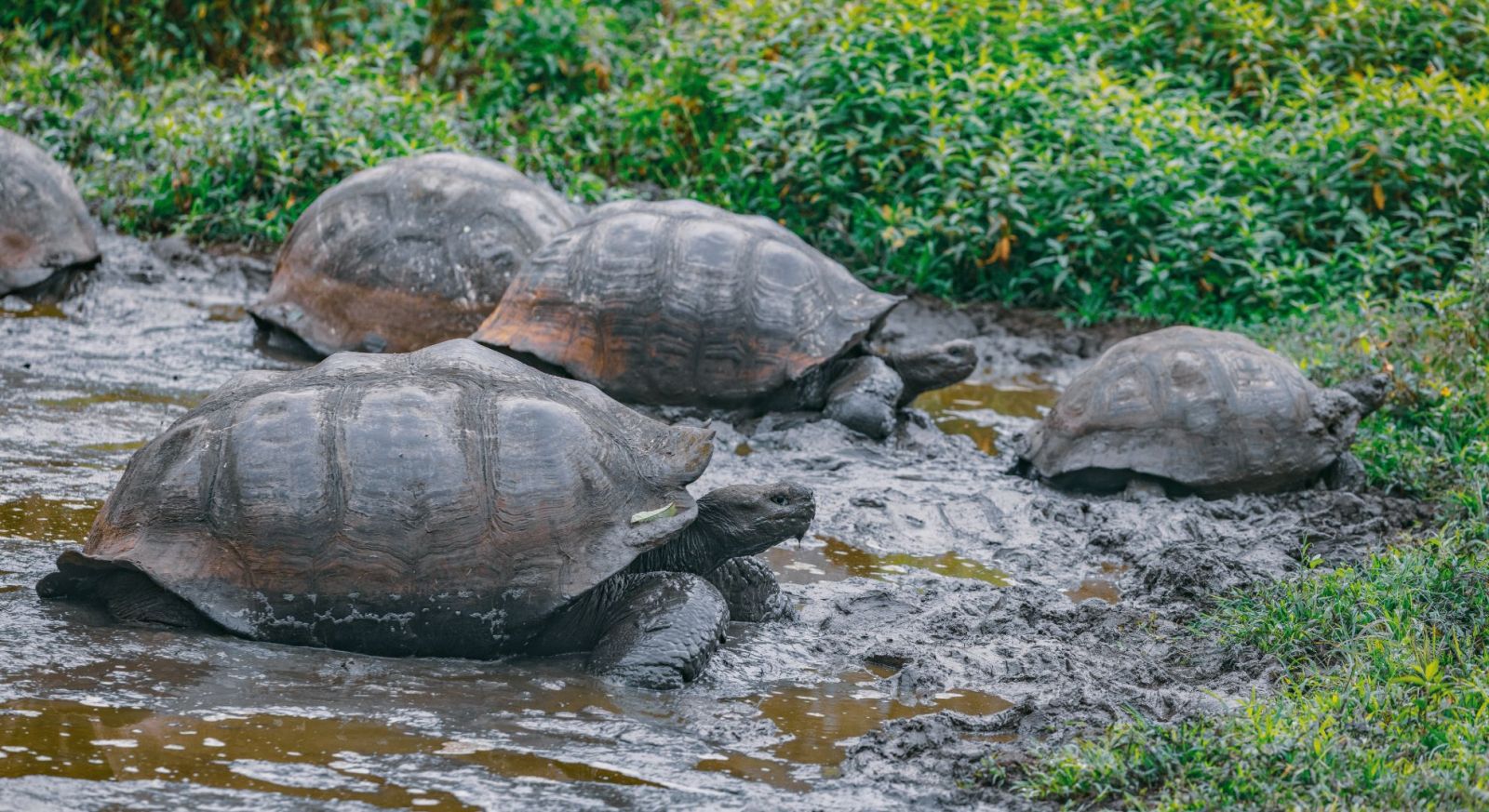 Giant tortoises in the Santa Cruz highlands in the Galapagos