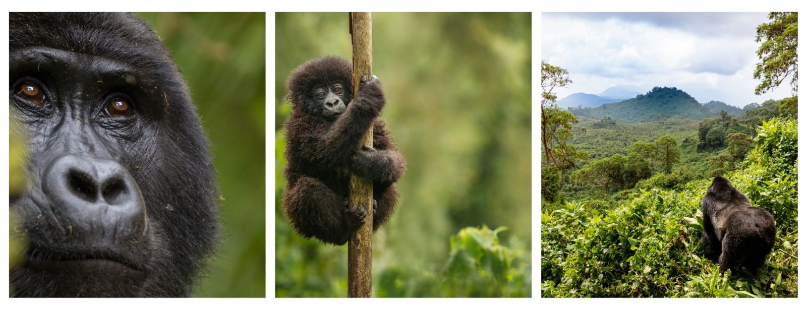 Gorilla Trekking & Primate Wildlife Holidays