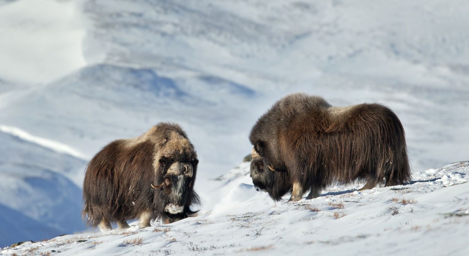 Greenland Musk Oxen. Expedition Cruise