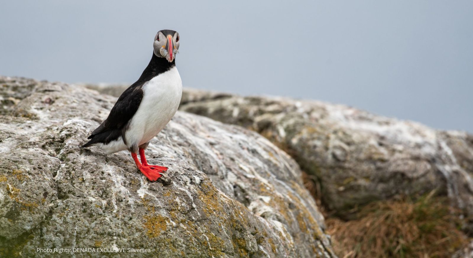 Iceland Expedition. Puffin