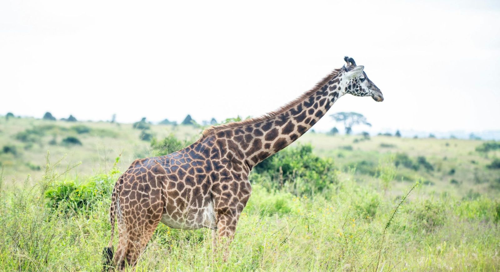 Kruger Safari. Giraffe