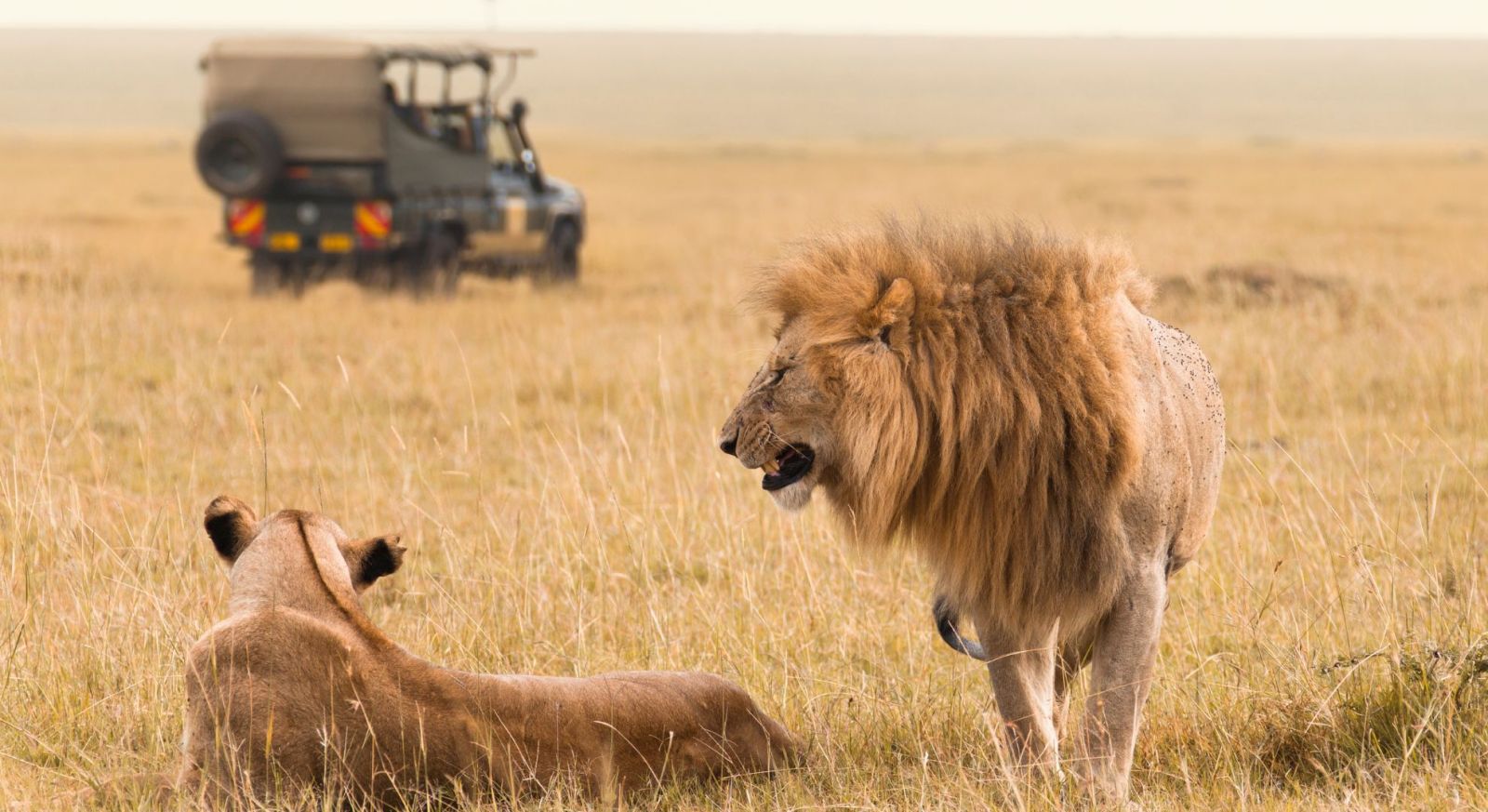 Lions on safari. Safari Holiday