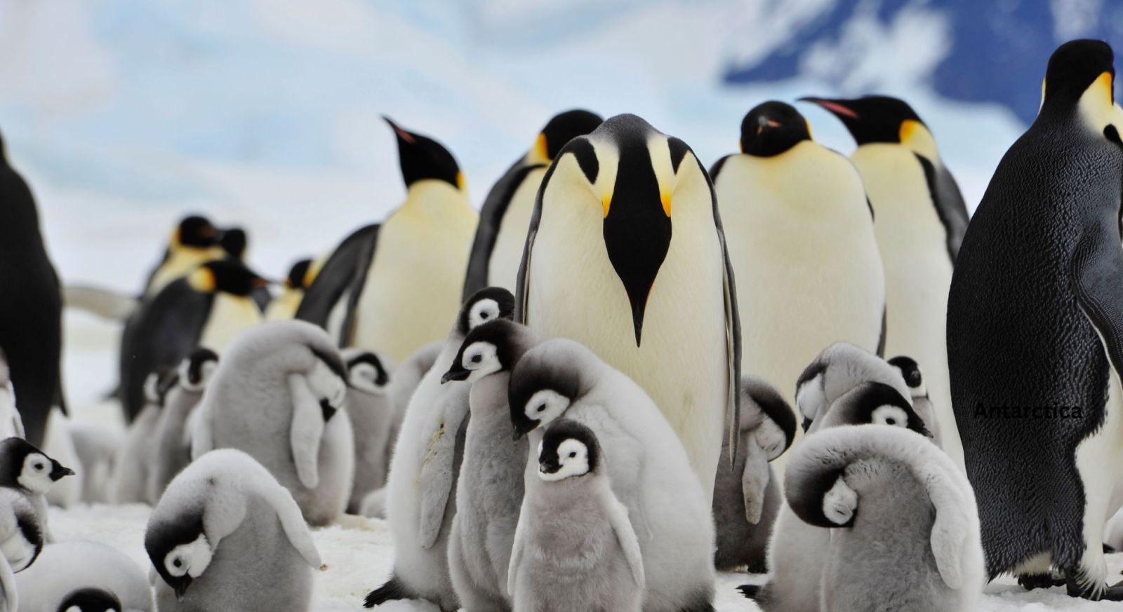 Penguin Chicks. When To Go Antarctica, Antarctica Cruises, Polar Expedition Cruises