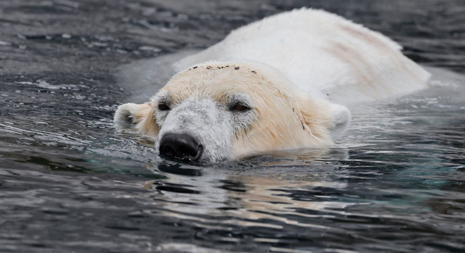 Polar bear sighting during a Svalbard expedition cruise