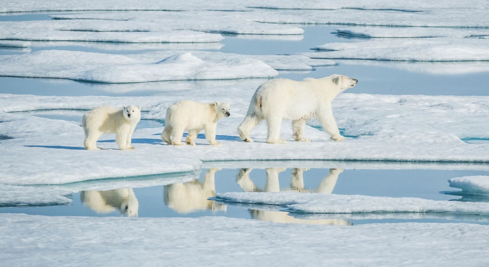 Polar Bear