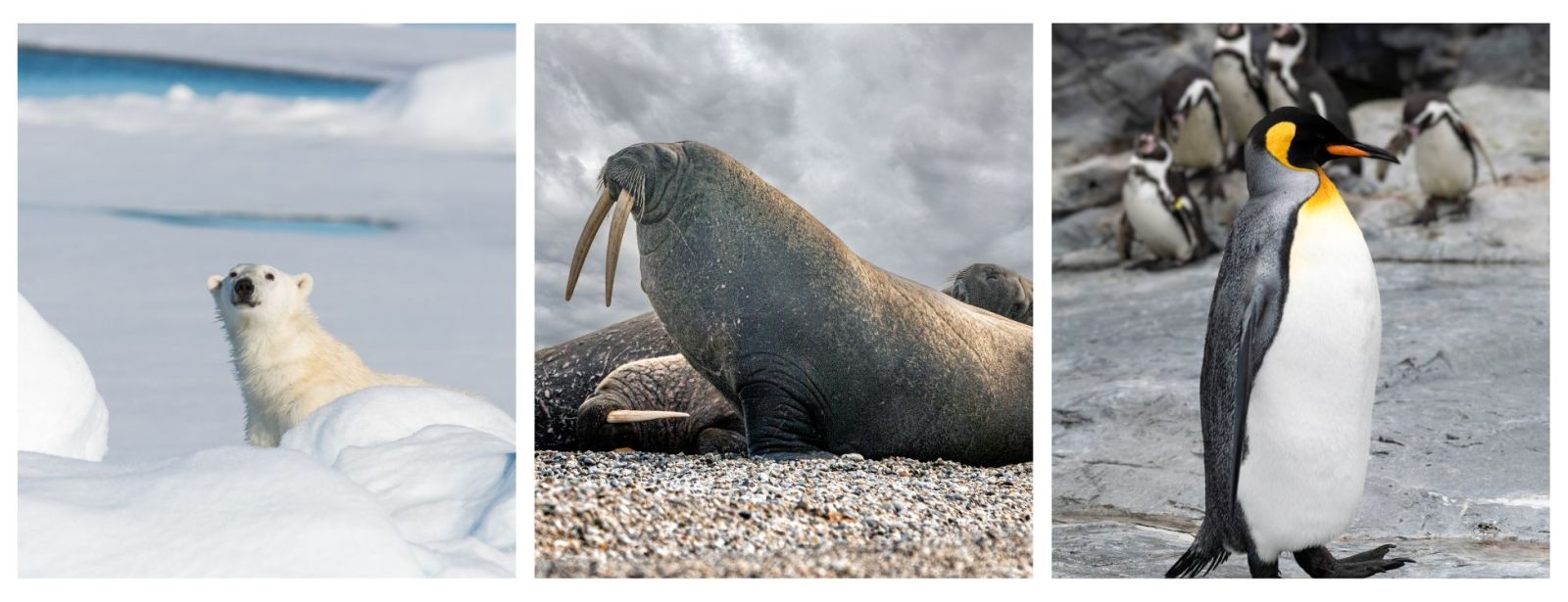 Polar Wildlife. 