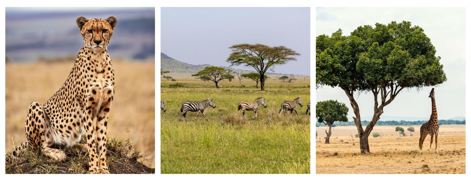 Safari Holidays. 