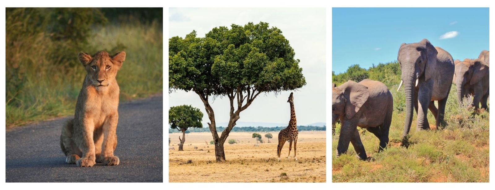 Safari Holidays. Lone lion cub. Giraffe grazing. Elephants Roaming.