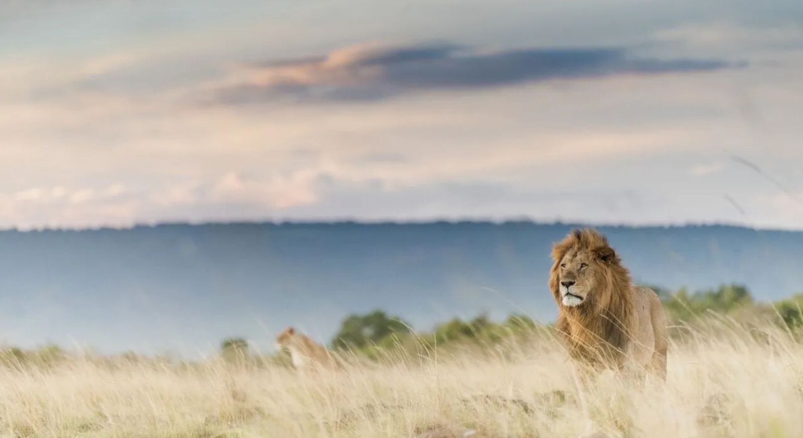 Safari Wildlife Viewing Safety