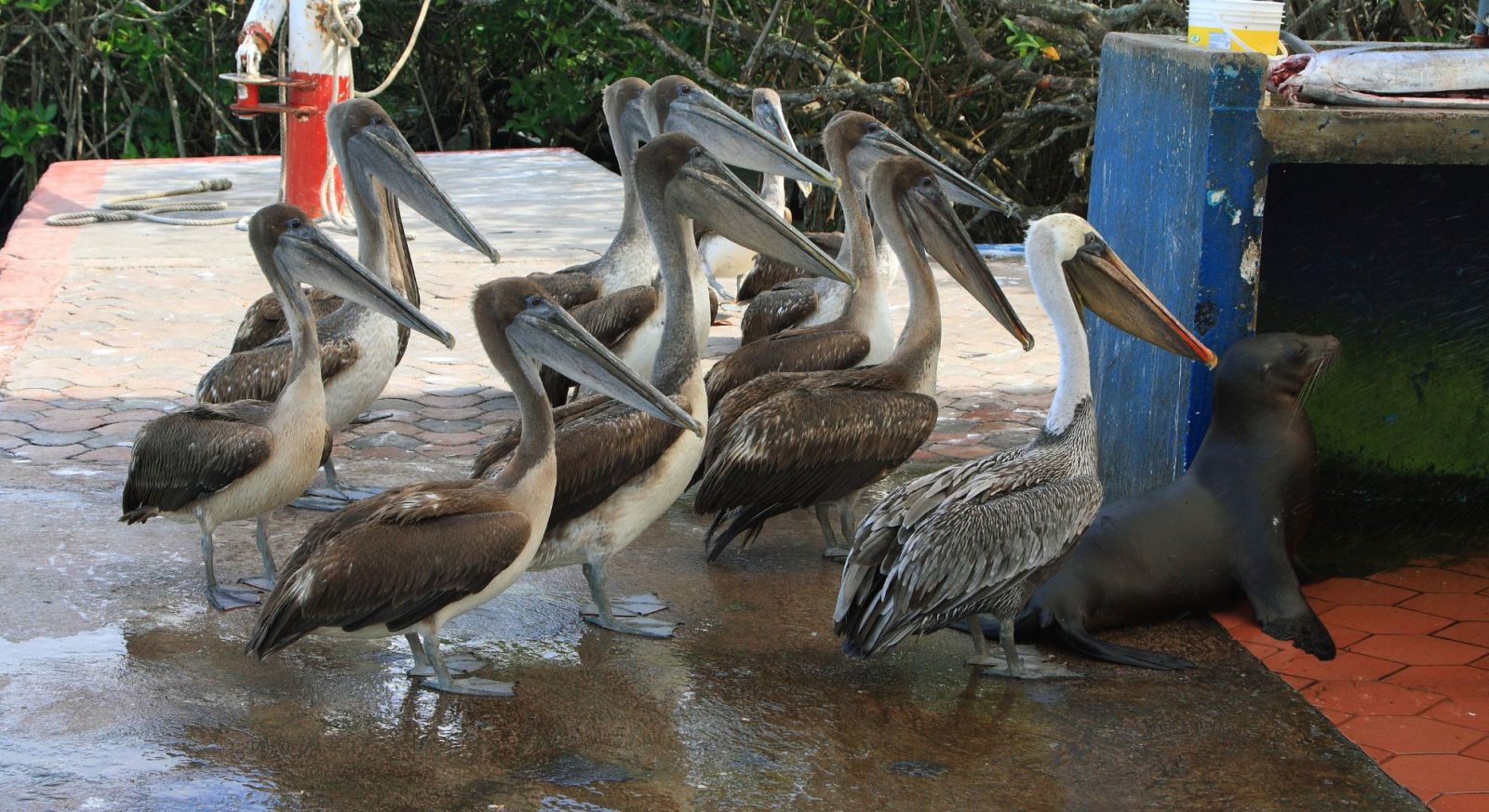 Pelicans and sea lion around Puerto Ayora on Santa Cruz Island
