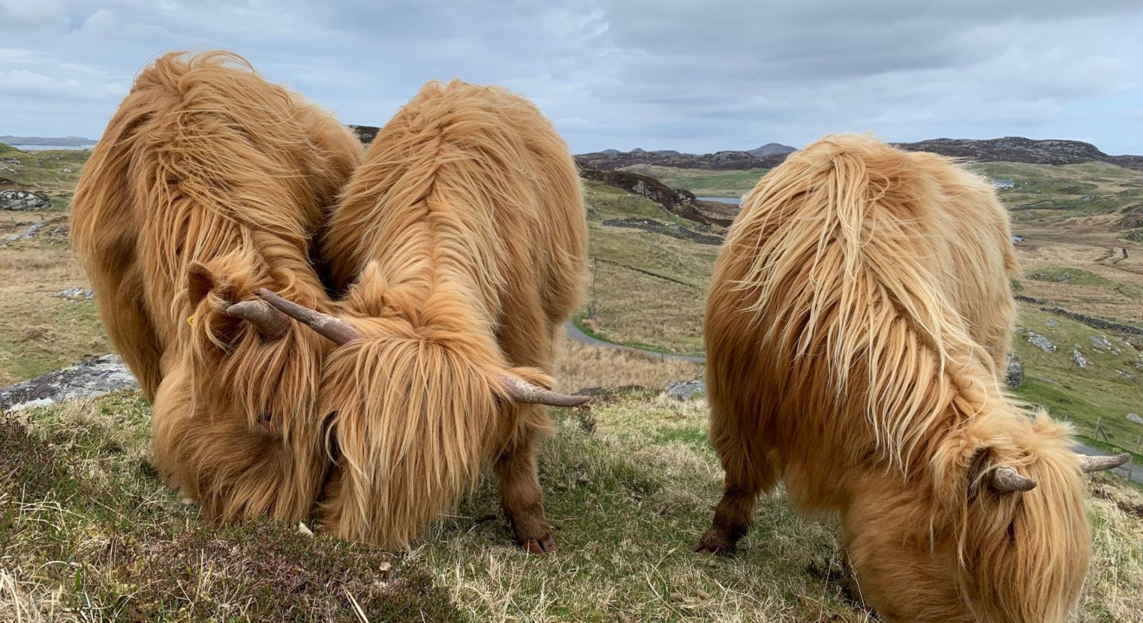 Scottish Expedition Cruise, Hebrides Expedition Cruise, Orkney Cow