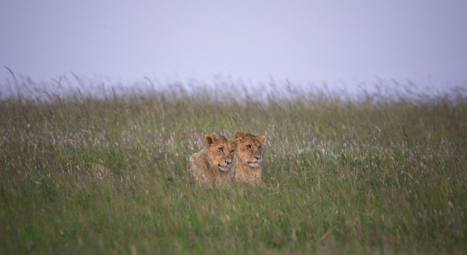 Serengeti-Green-Season