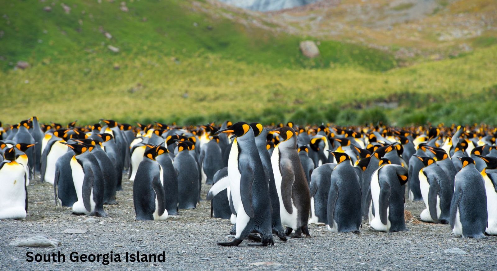 South Georgia Island, King Penguin, Antarctica Expedition Cruises