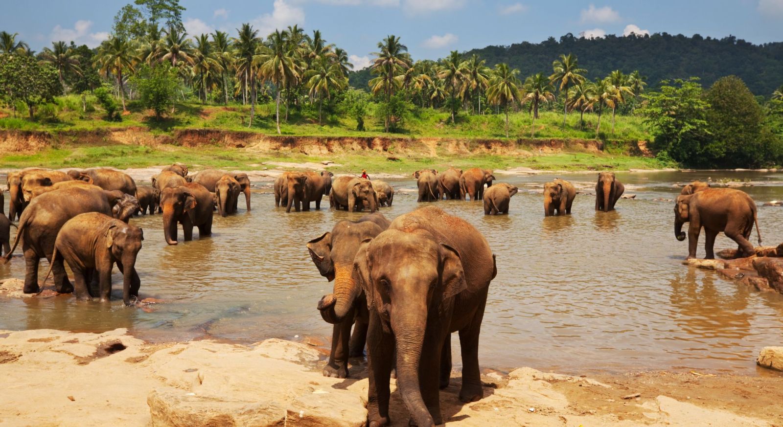 Sri Lanka Wildlife Holiday. Sri Lanka Elephants