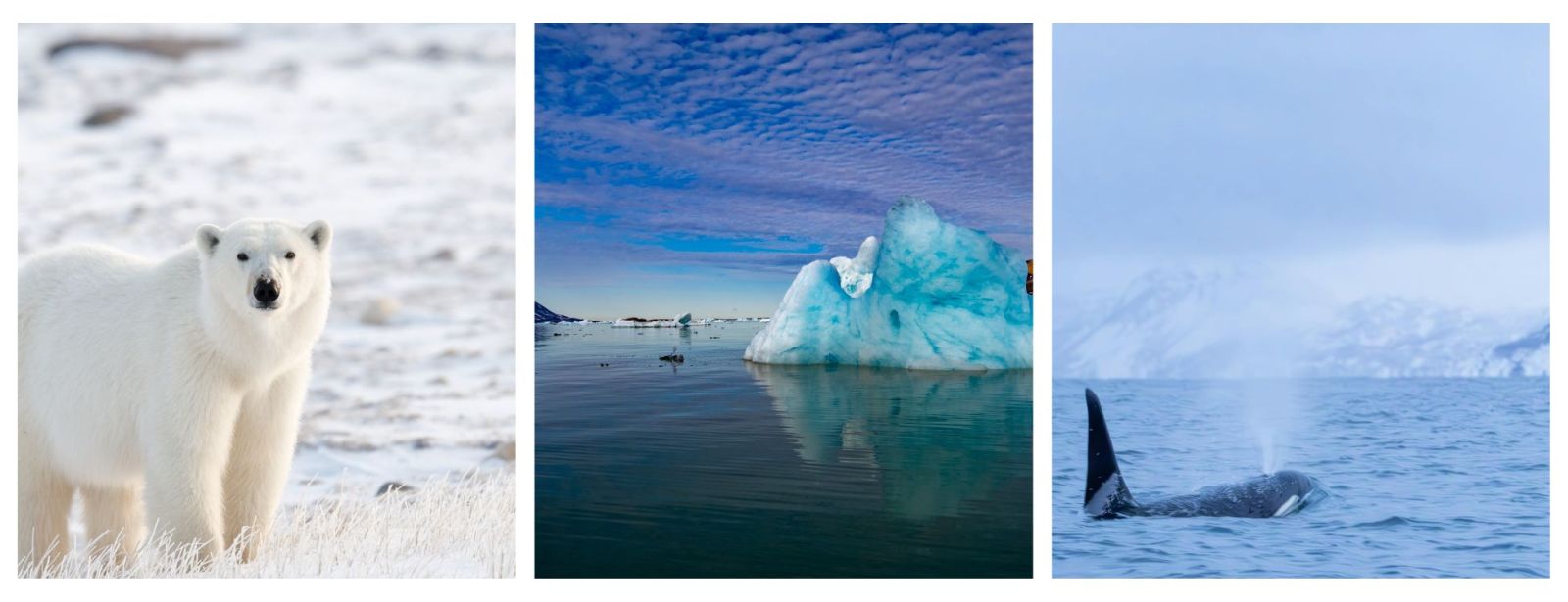 Expedition cruising in Svalbard