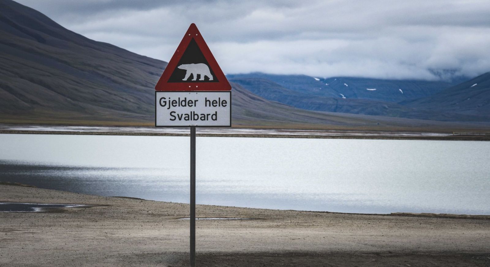 Svalbard Polar Bears