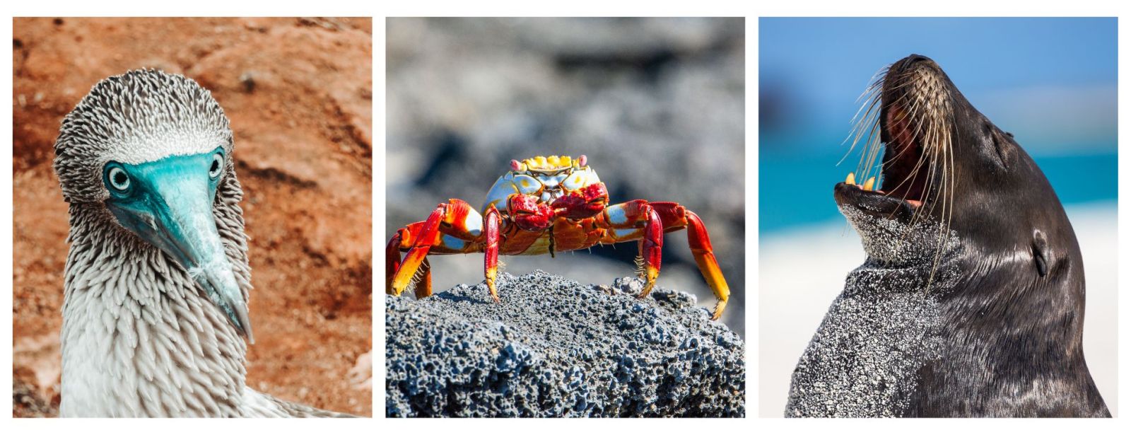 Galapagos Liveaboard Holidays