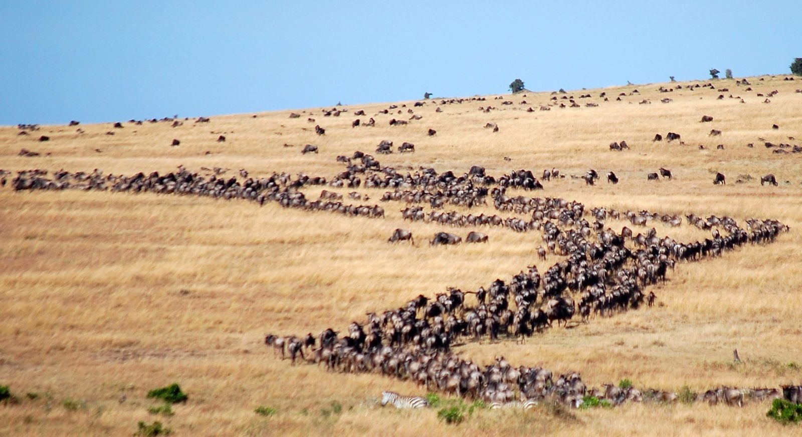 The Great Migration When To See
