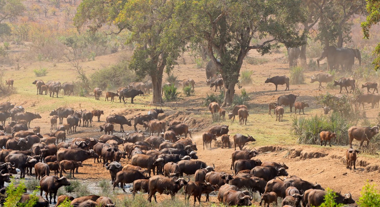 Wildebeest during the Great Migration in East Africa