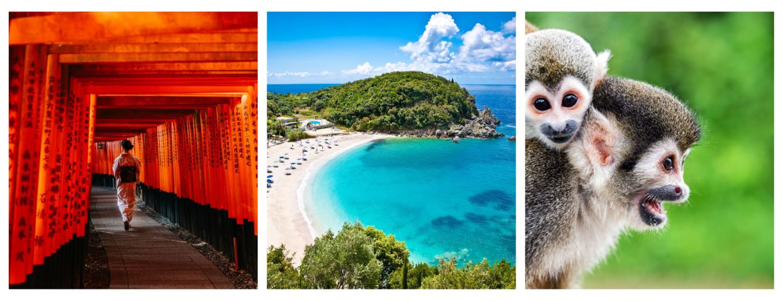 Travel Designers. Japan, Greece, Wildlife Holidays
