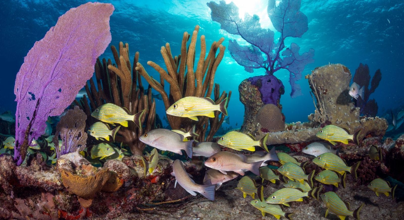 Bahamas Diving Holidays