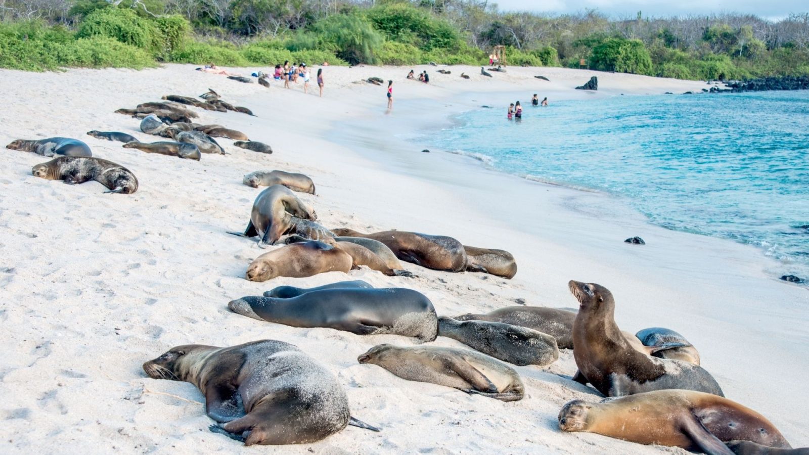 Sea lions on a Galapagos Islands holiday