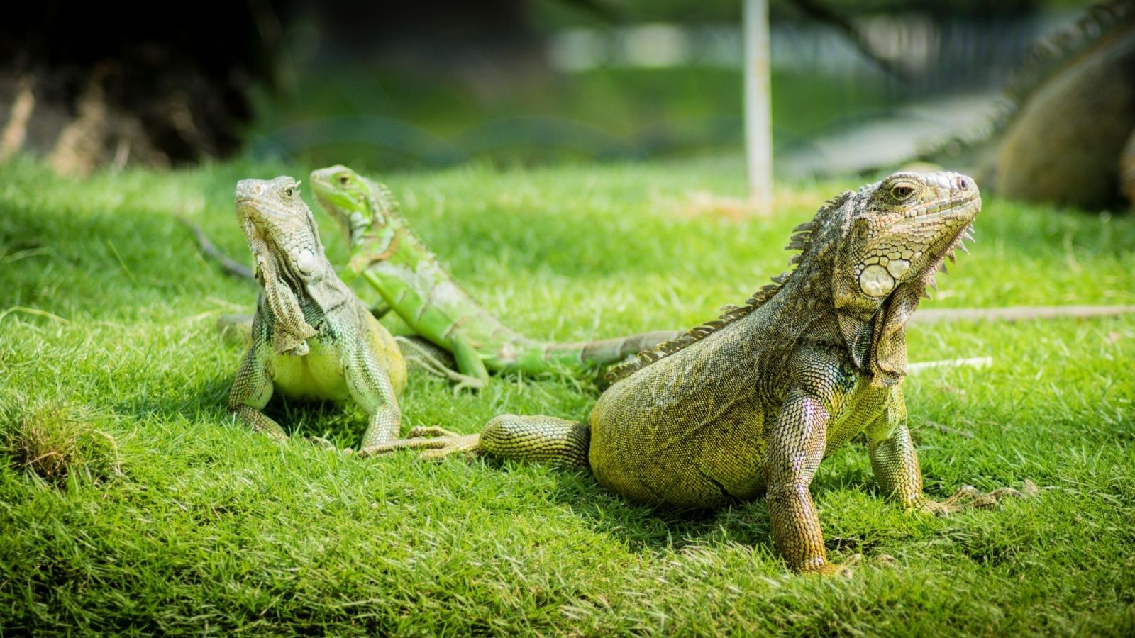 Visit Ecuador. See Land Iguanas.