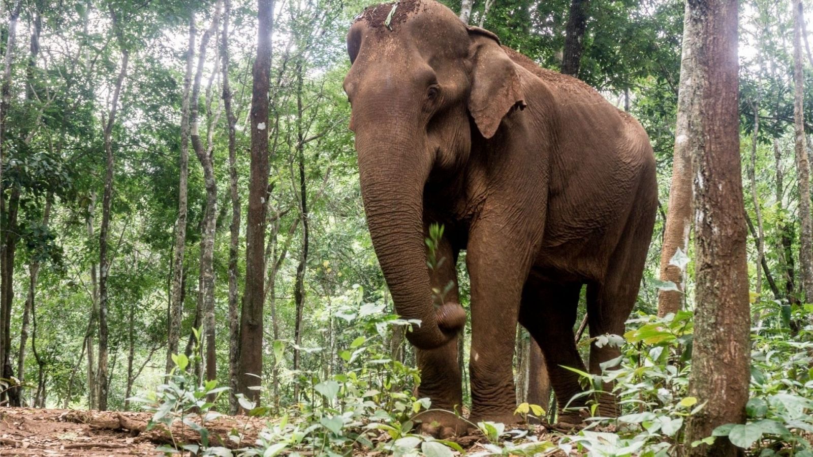 Elephant Sanctuaries Cambodia