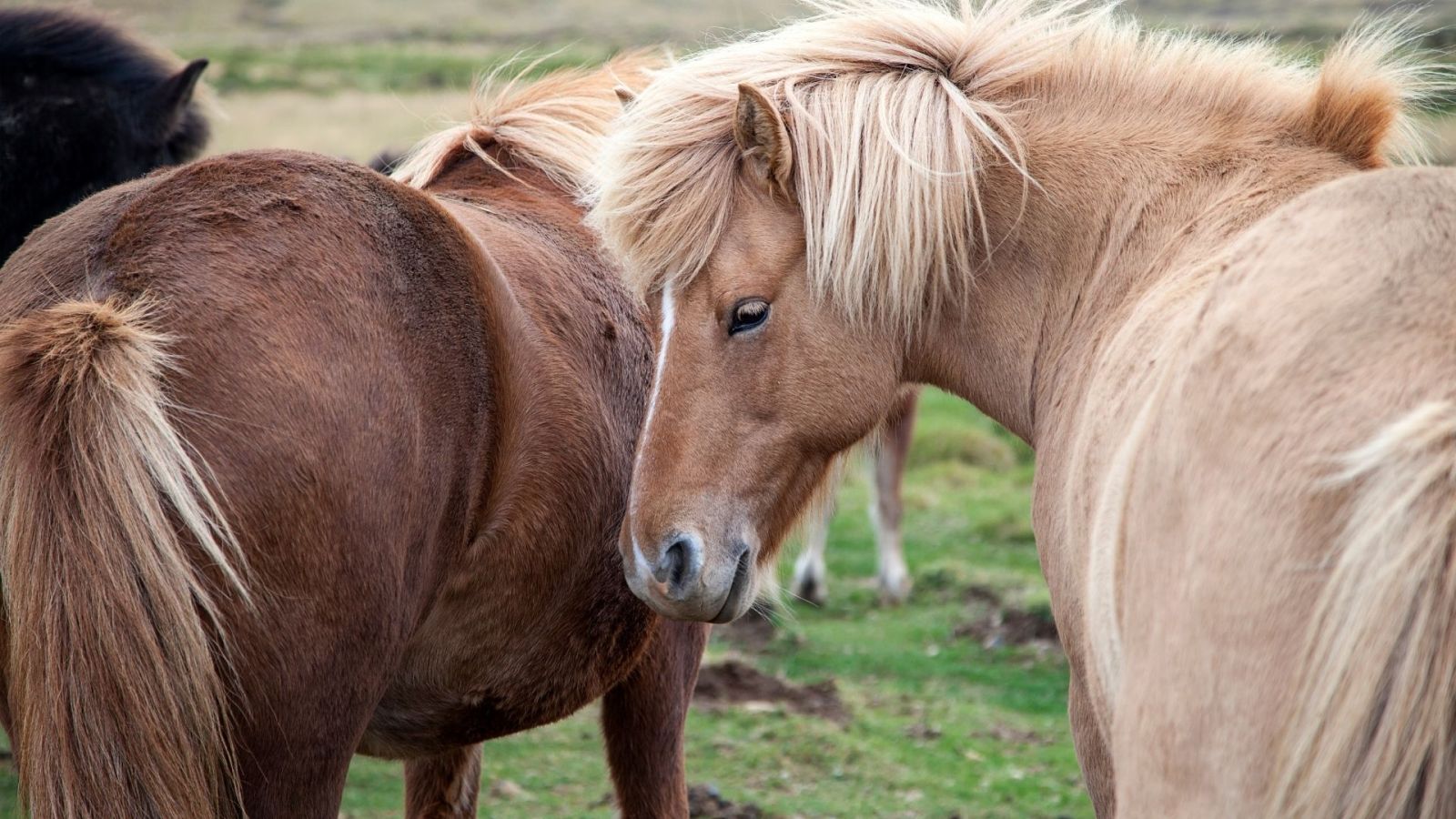 Icelandic Holidays. Icelandic Horses