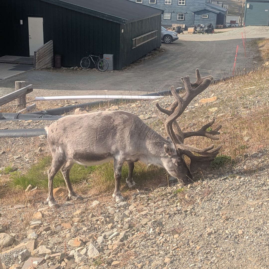 Wildlife encountered during our expedition experience in Svalbard