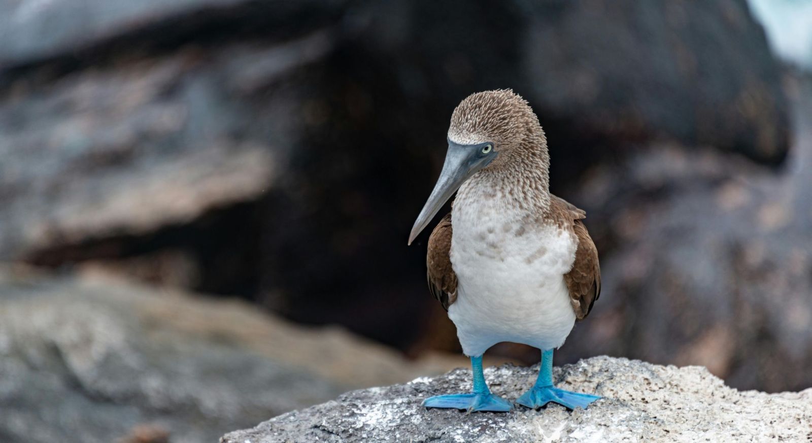 Blue-footed booby in the Galapagos Islands