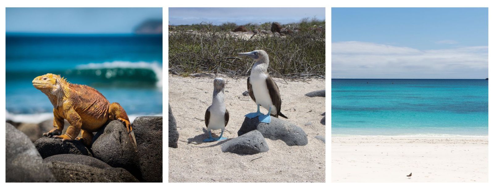 Wildlife Of The Galapagos. Escorted Tours To The Galapagos