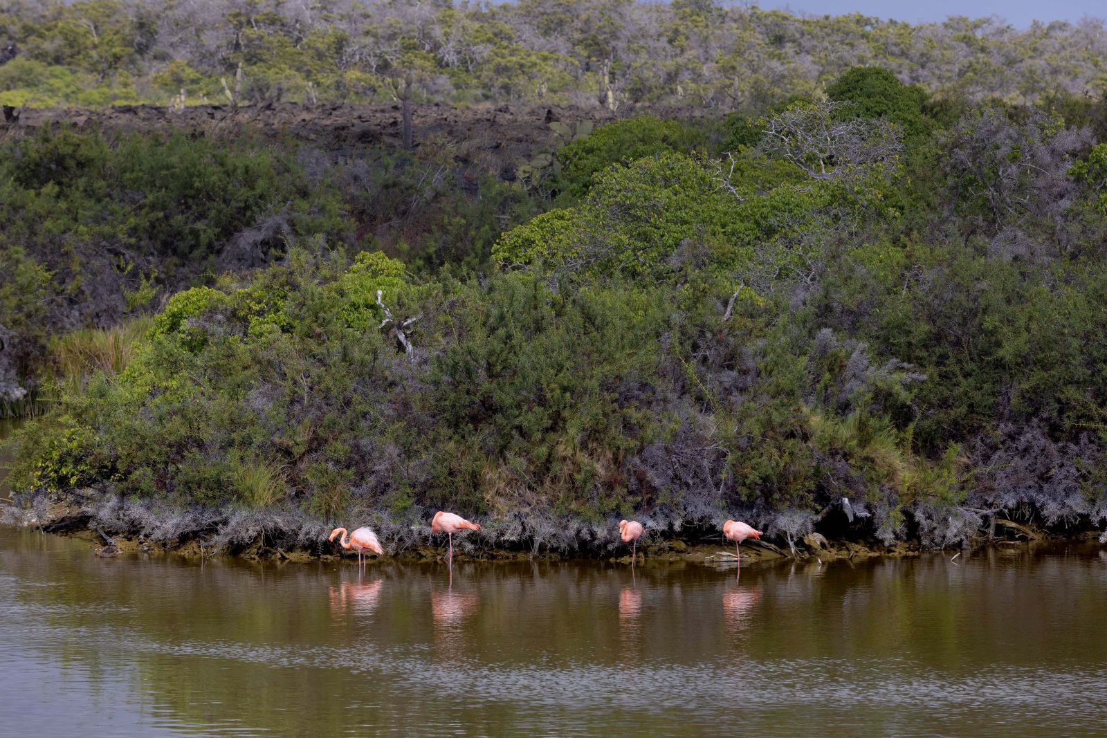 American flamingo in the Galapagos Islands