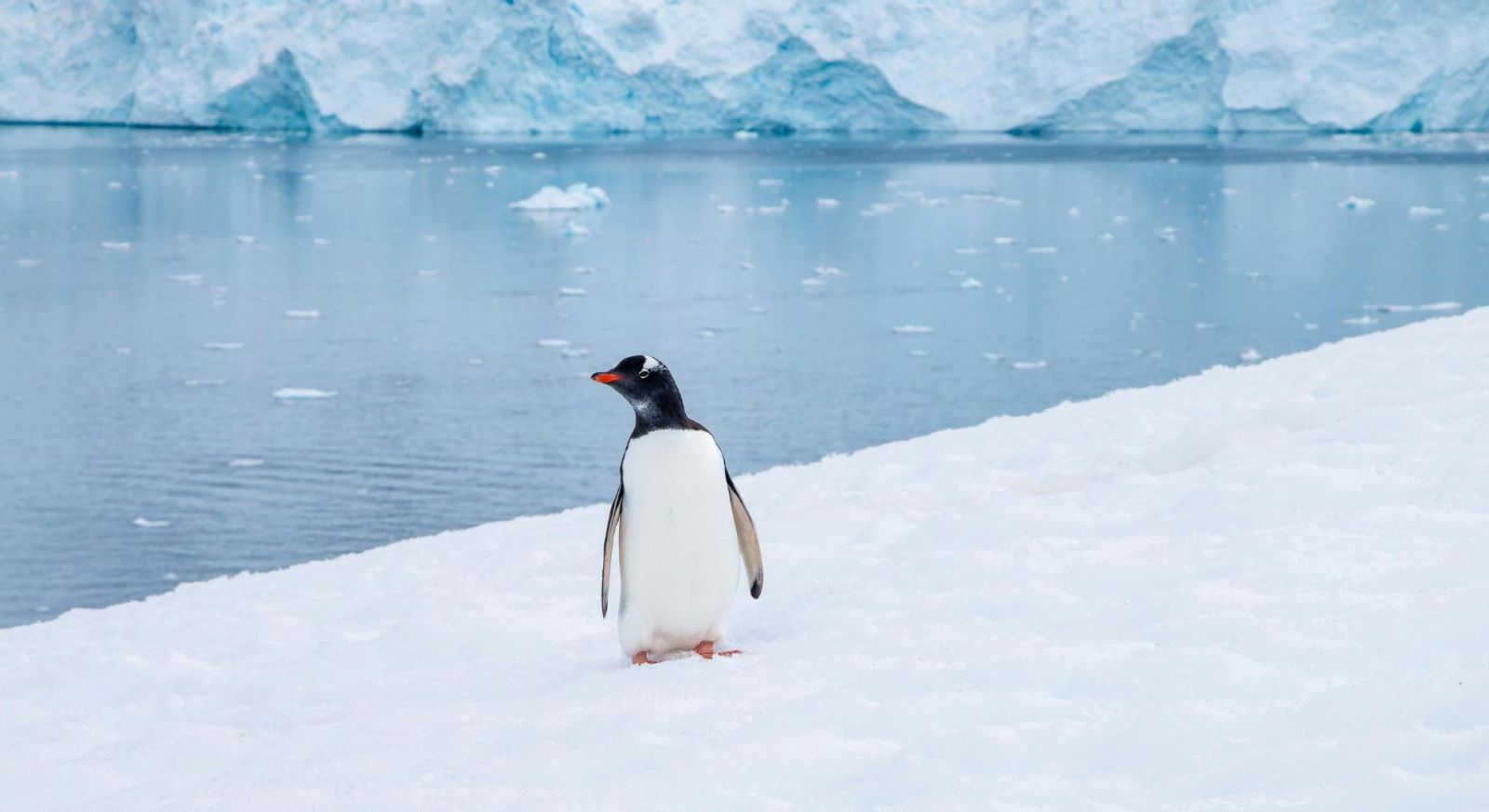 Gentoo penguin in Antarctica
