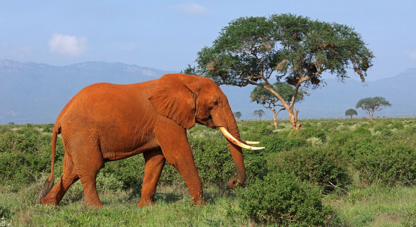TSAVO NATIONAL PARK. Red elephants