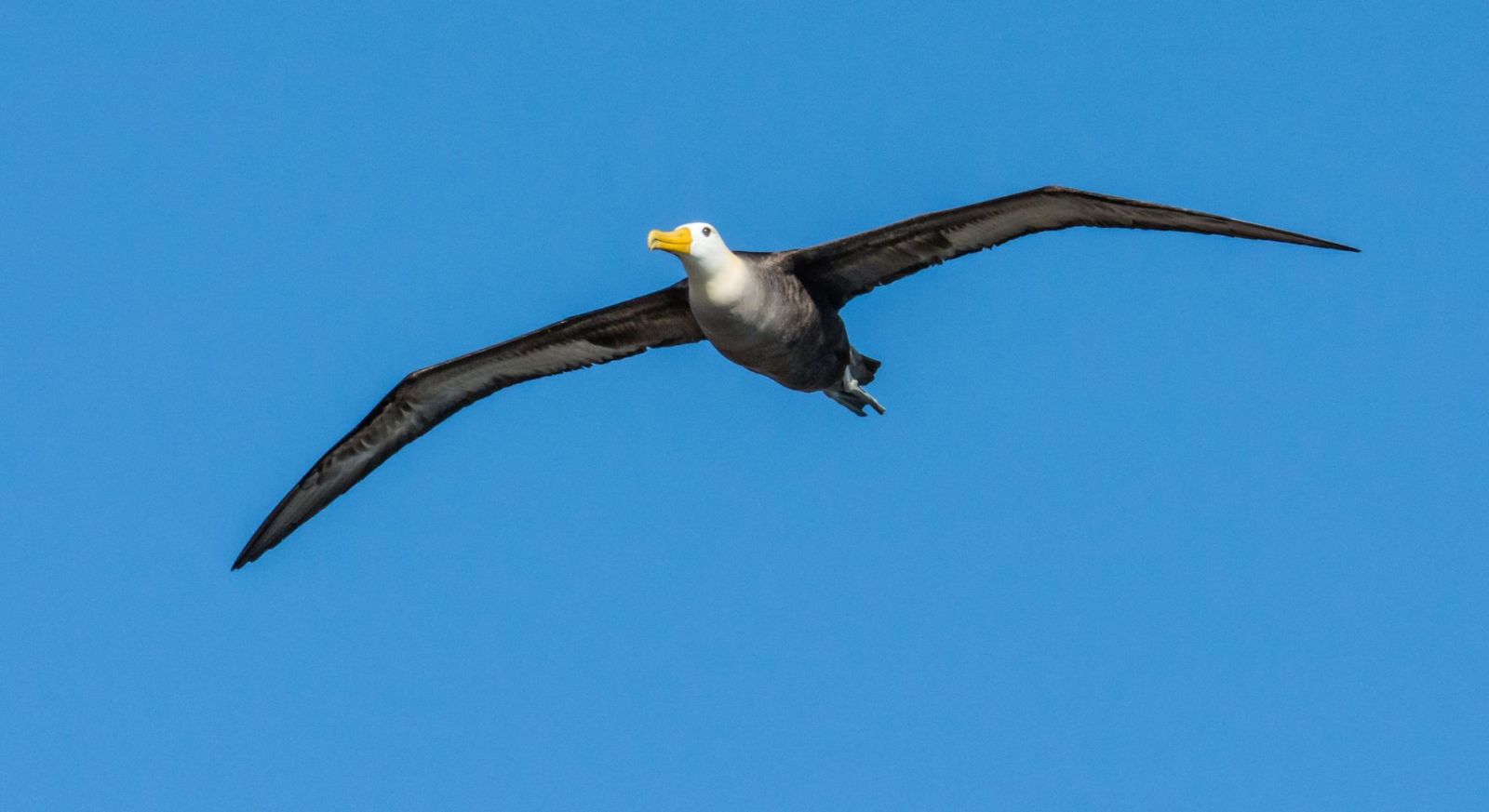 Waved Albatross. Galapagos Expedition Cruises