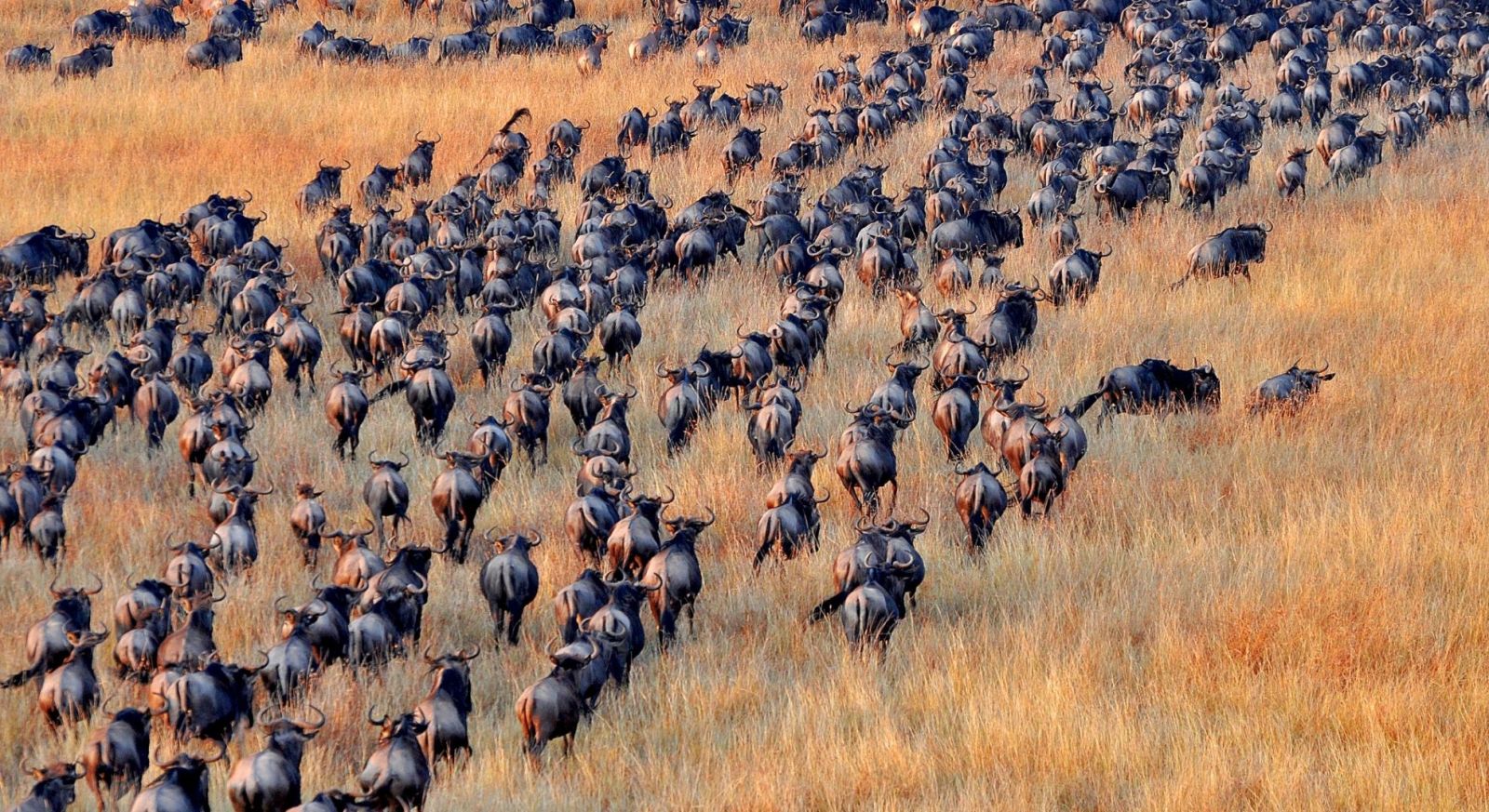 Wildebeest on an African safari