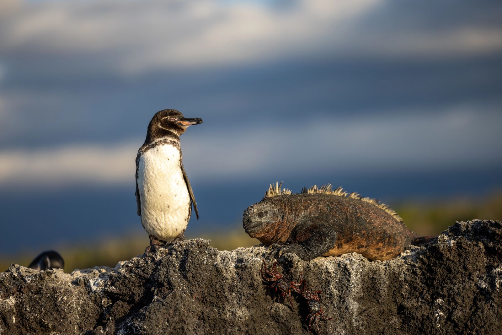 Wildlife in the Galapagos Islands