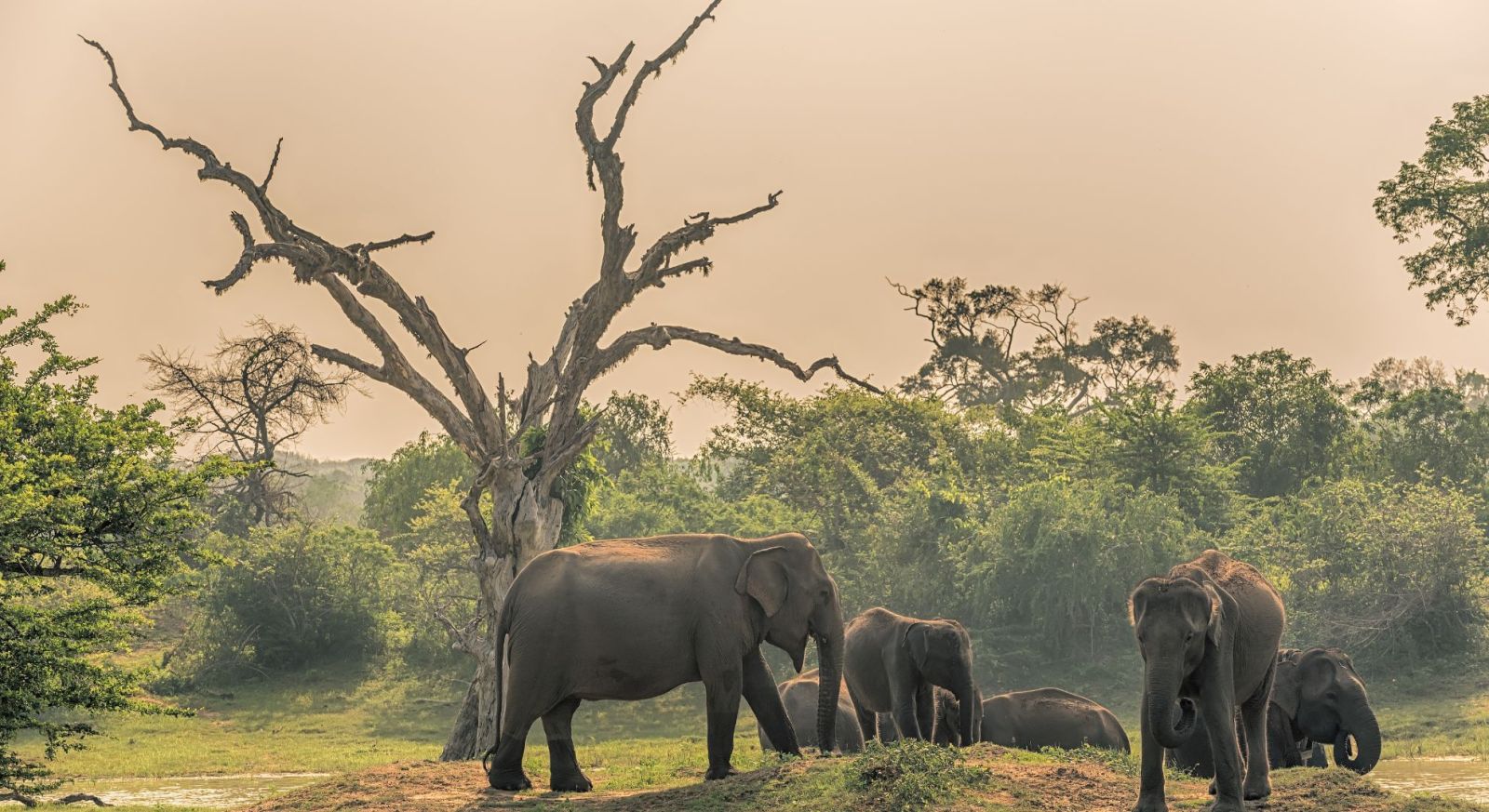 Yala National Park, Herd of Elephants, Sri Lanka Wildlife Holday