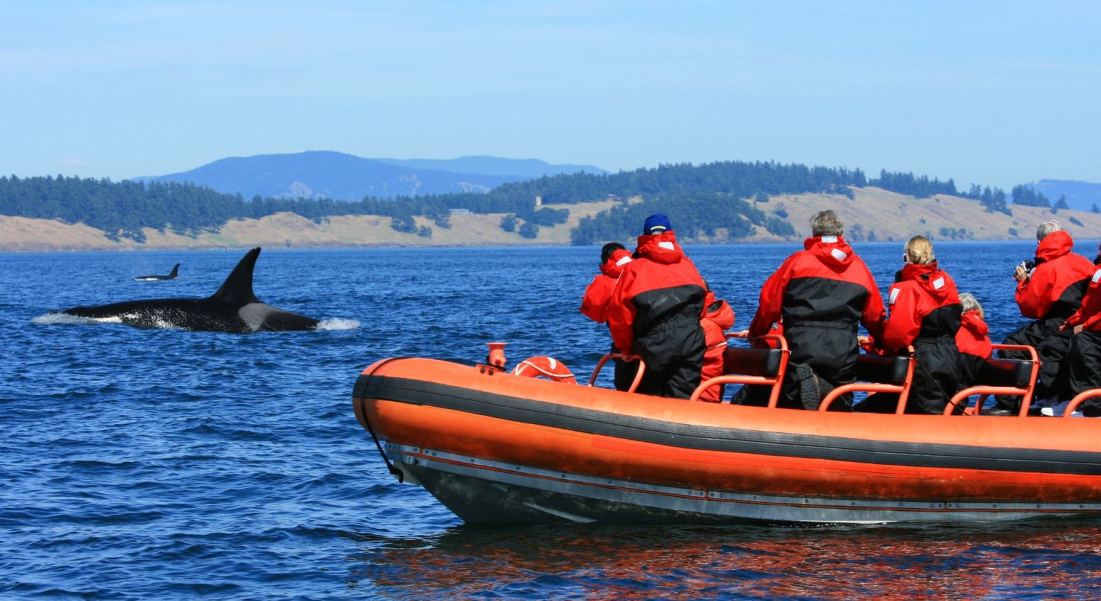 zodiac expedition cruise, Expedition Cruise, Whale